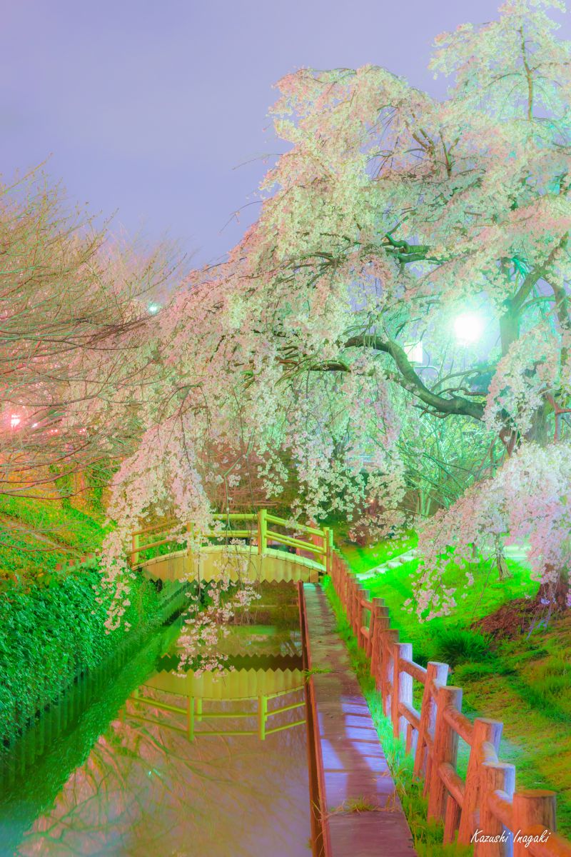 桜ネックレス（愛知県）