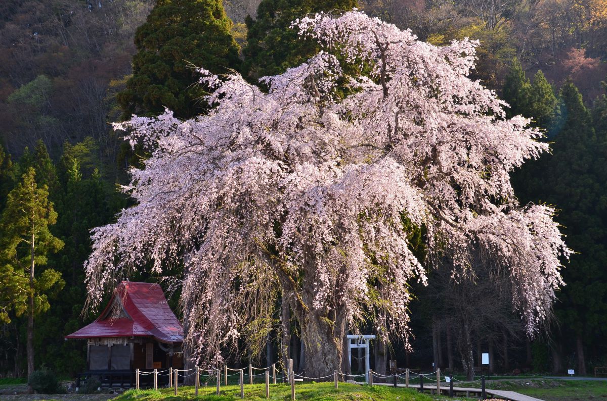おしら様の枝垂れ桜（秋田県）