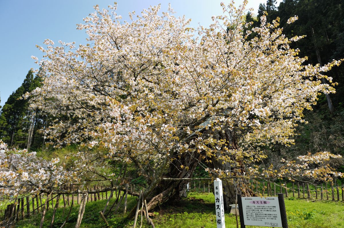 葛岡のかすみ桜（秋田県）