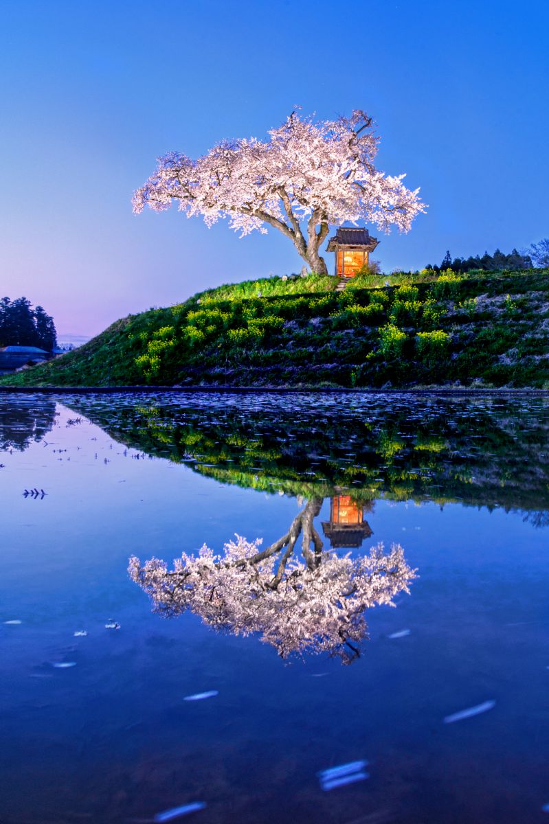 小沢の桜（福島県）