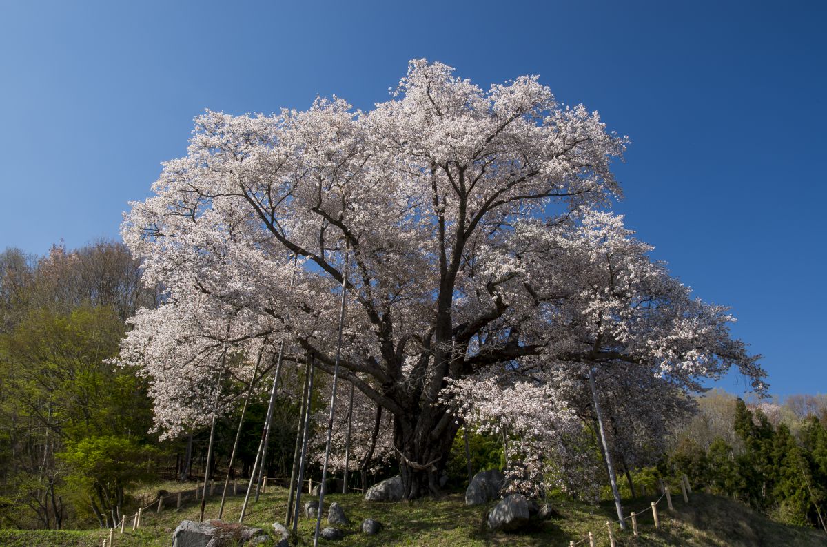 越代の桜（福島県）