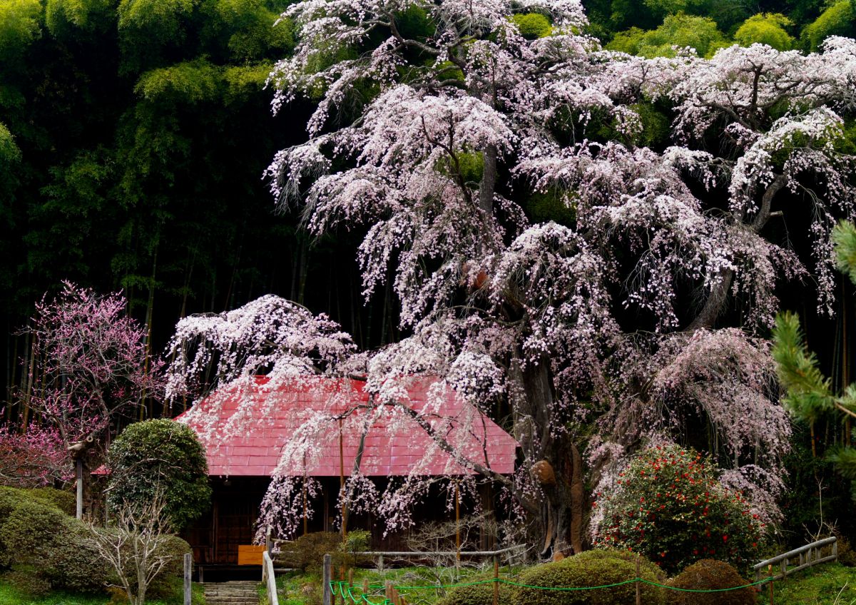 雪村桜（福島県）