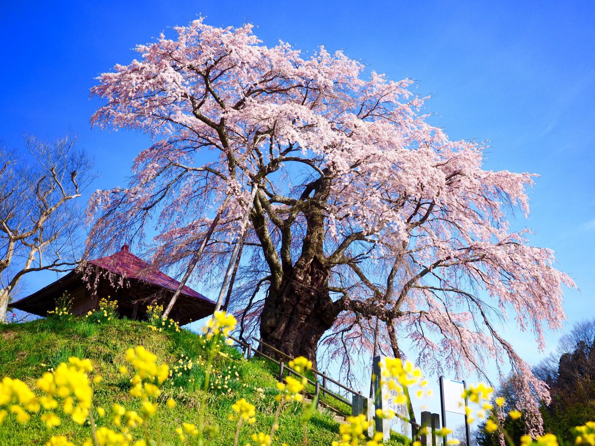 上石の不動桜（福島県）