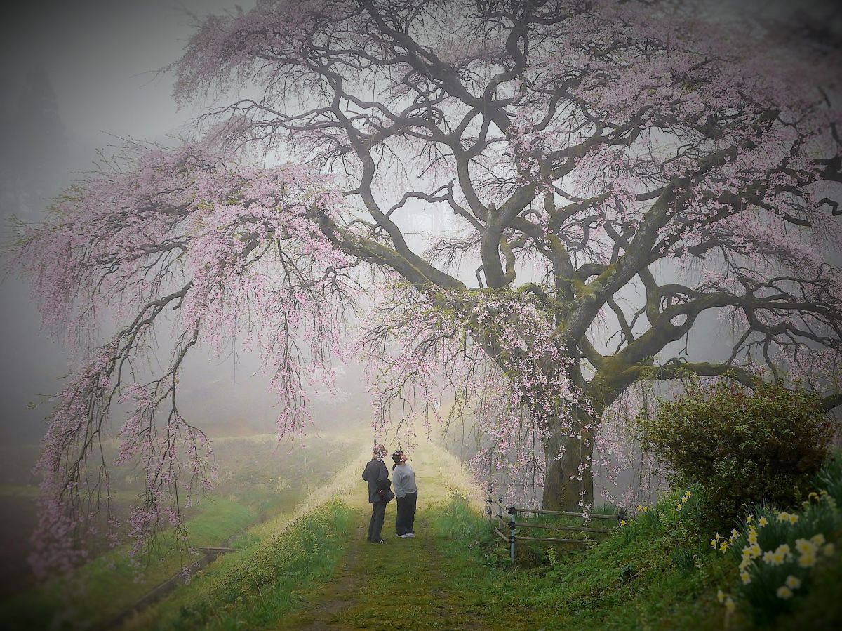 慈徳寺の種まき桜（福島県）