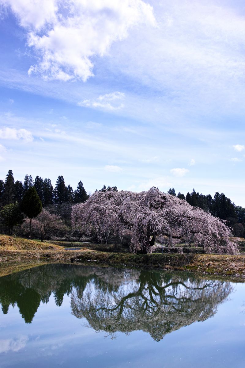 花園のしだれ桜（福島県）