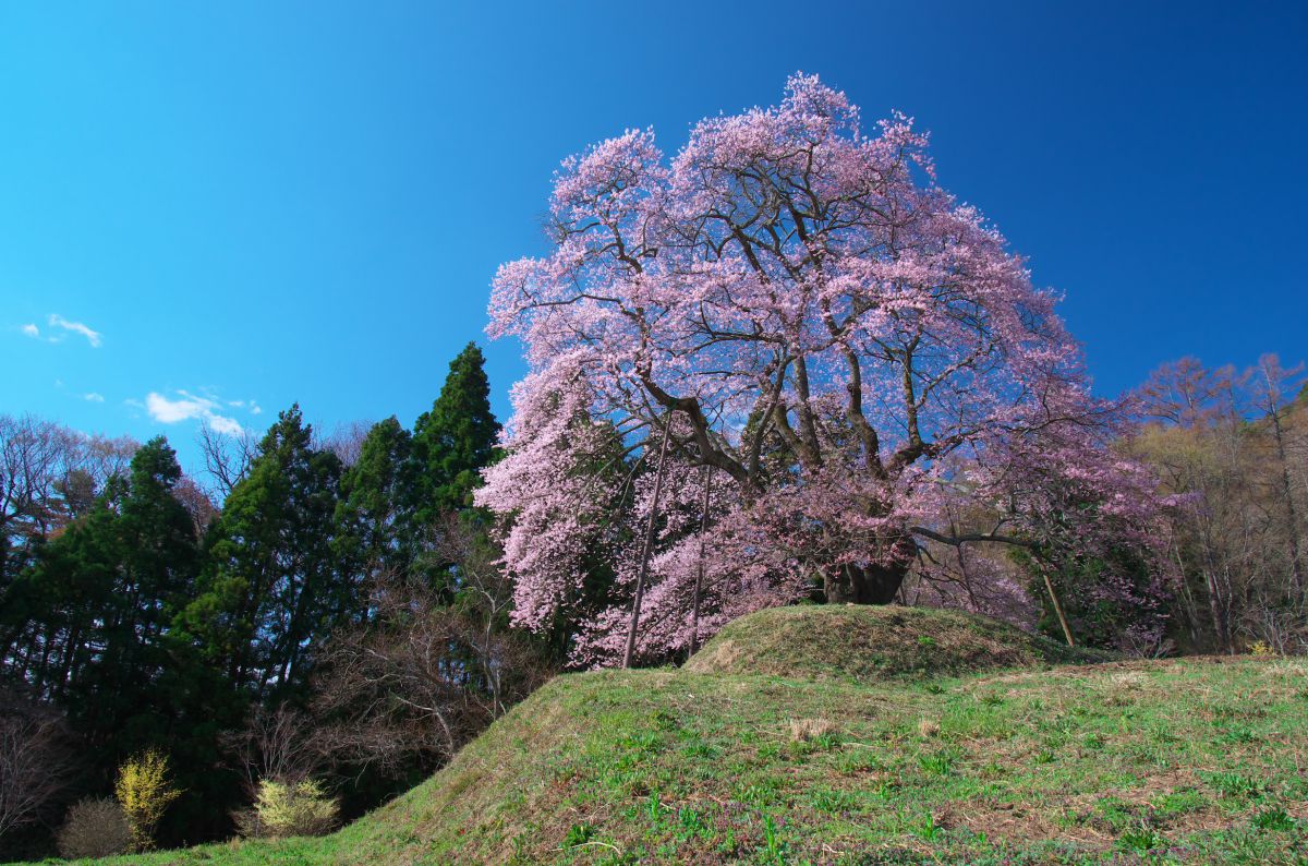 秋山の駒桜（福島県）