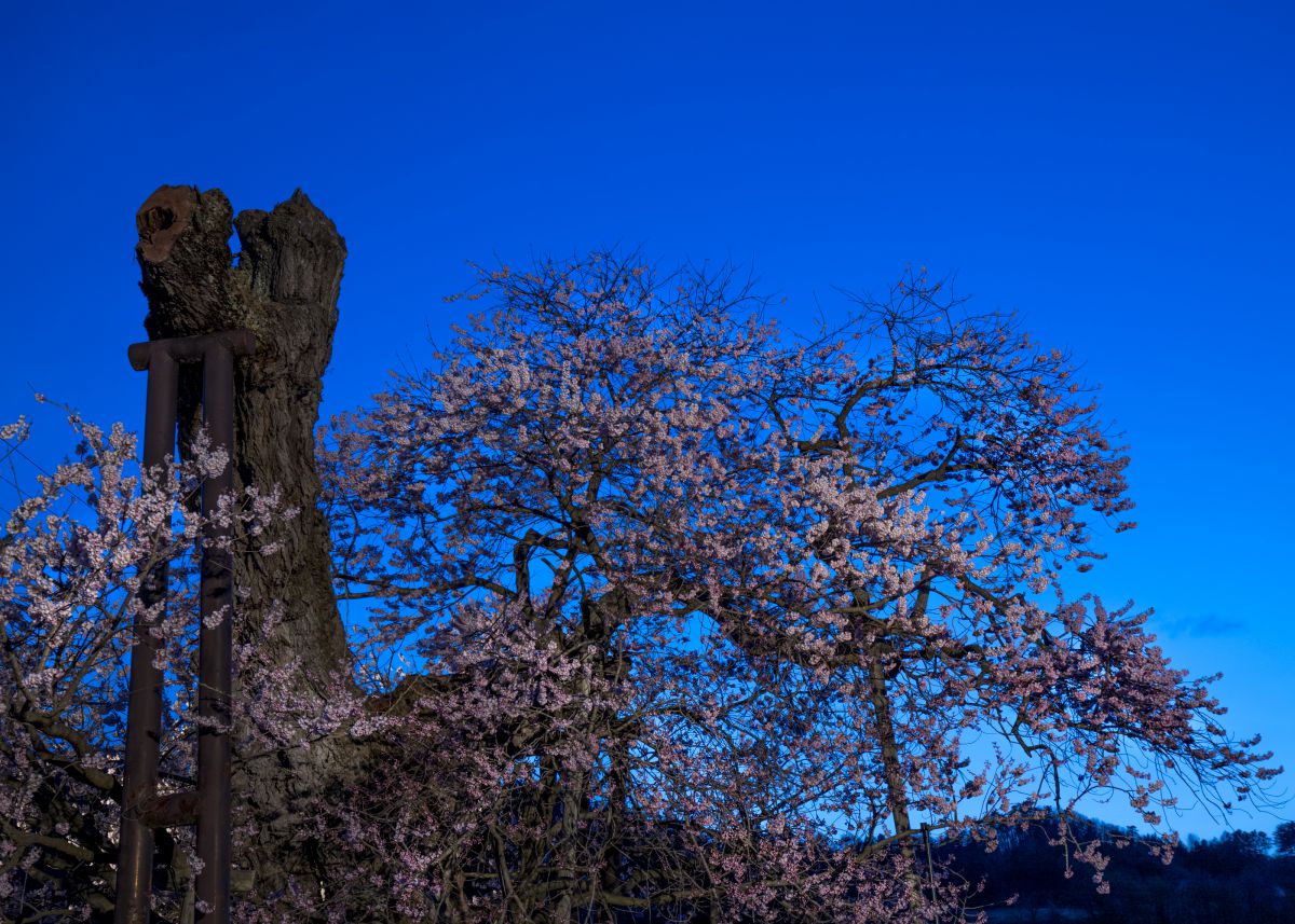 米沢の千歳桜（福島県）