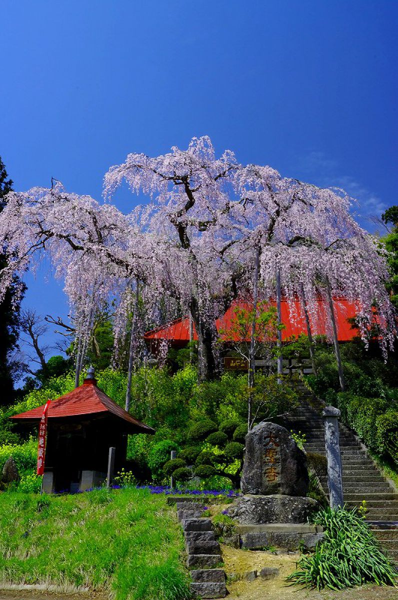 大聖寺の紅しだれ桜（福島県）