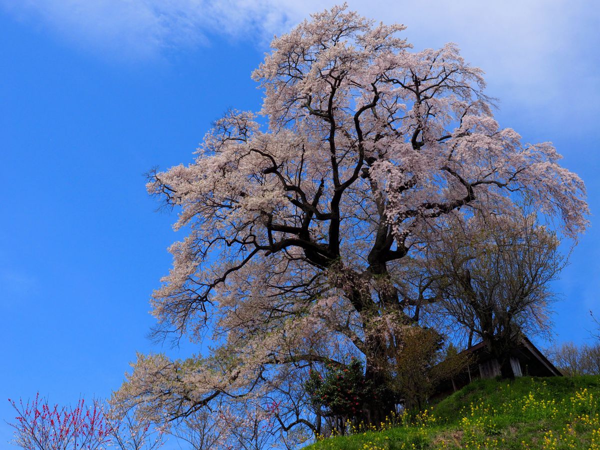 天神夫婦桜（福島県）