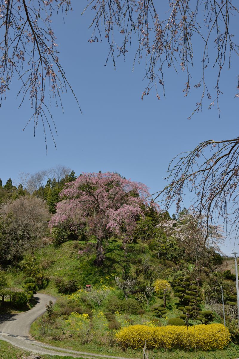忠七桜（福島県）