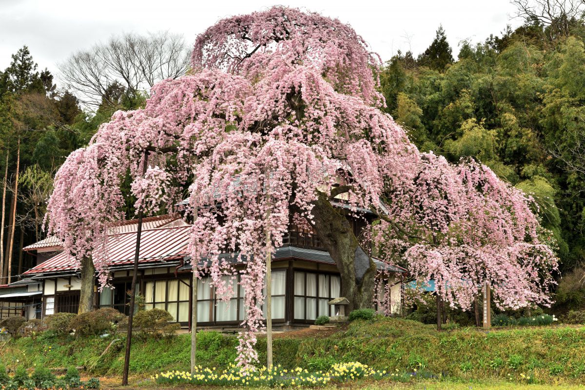 横田陣屋御殿桜
