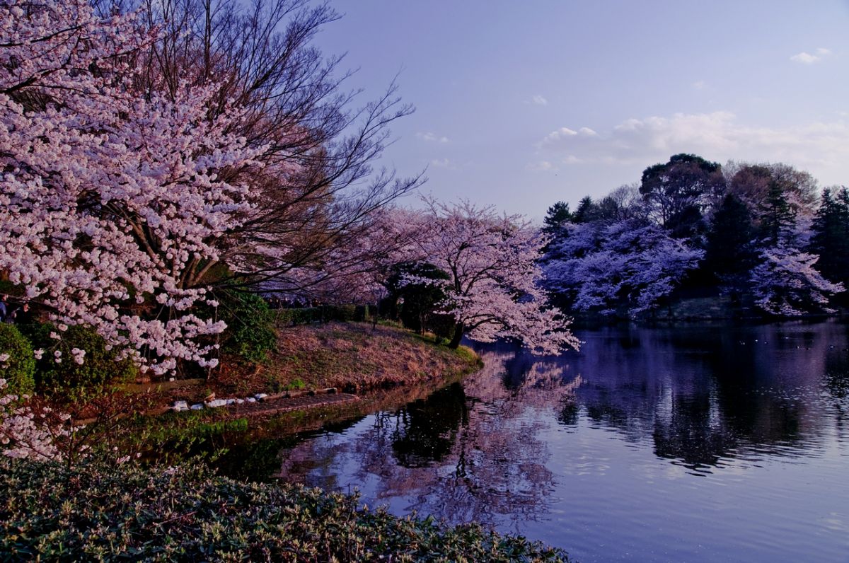三ツ池公園（神奈川県）