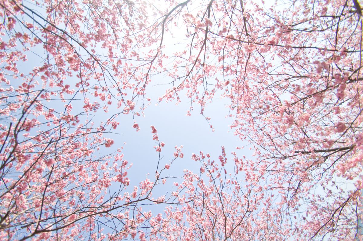 須崎 雪割り桜