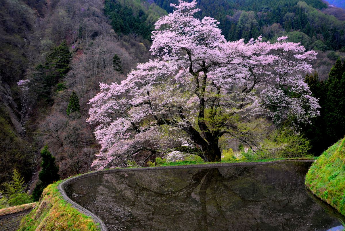 駒つなぎの桜（長野県）