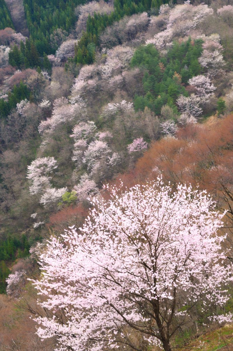 桜仙峡（長野県）