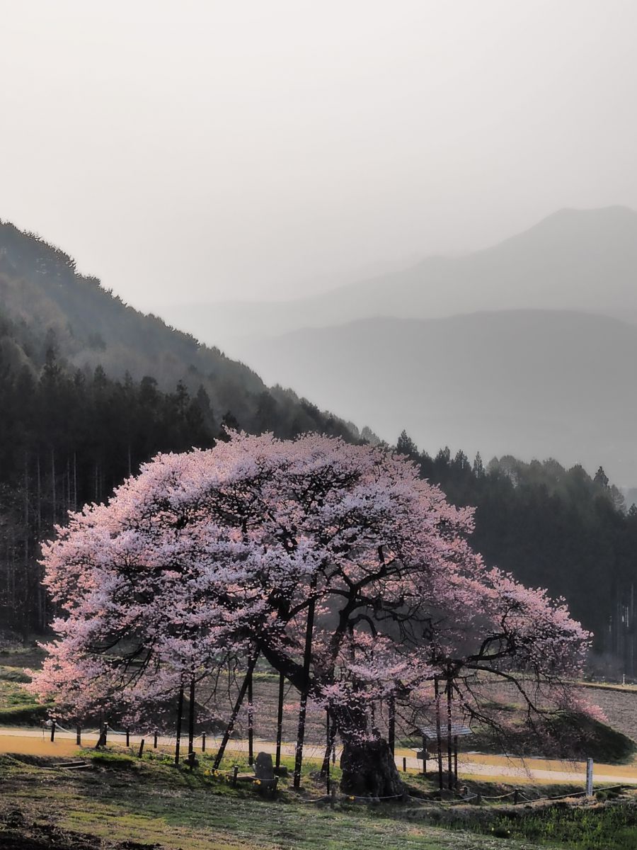 黒部のエドヒガン桜（長野県）