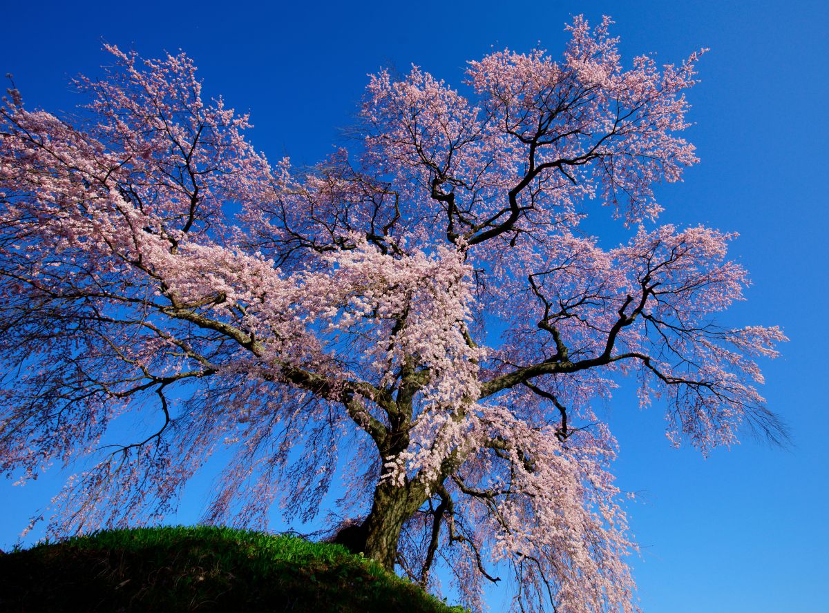 麻績の里 石塚桜（長野県）
