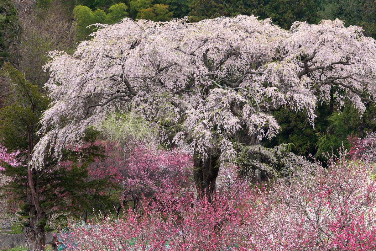 黒船桜（長野県）