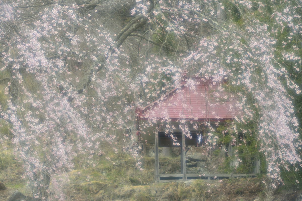 赤和観音のしだれ桜（長野県）