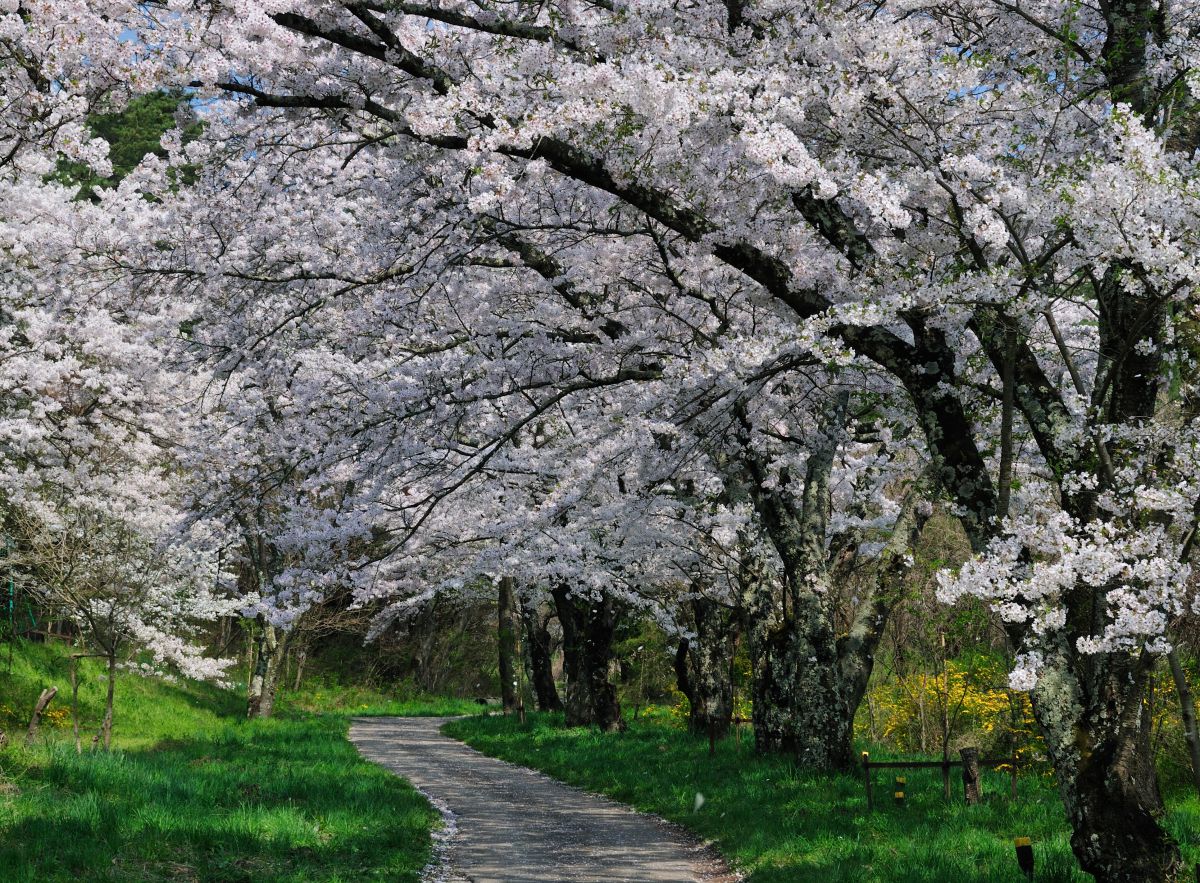 鵜山の桜並木（長野県）