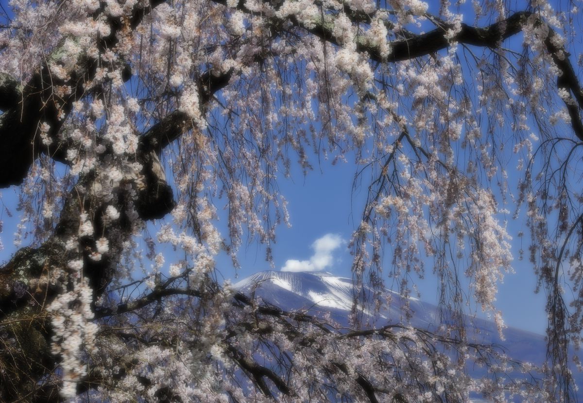 関所破りの桜（長野県）