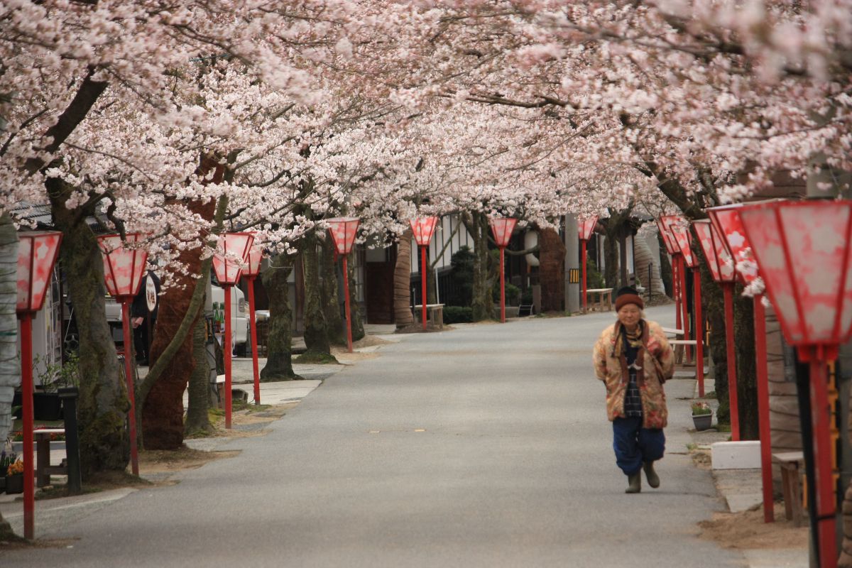 がいせん桜（岡山県）