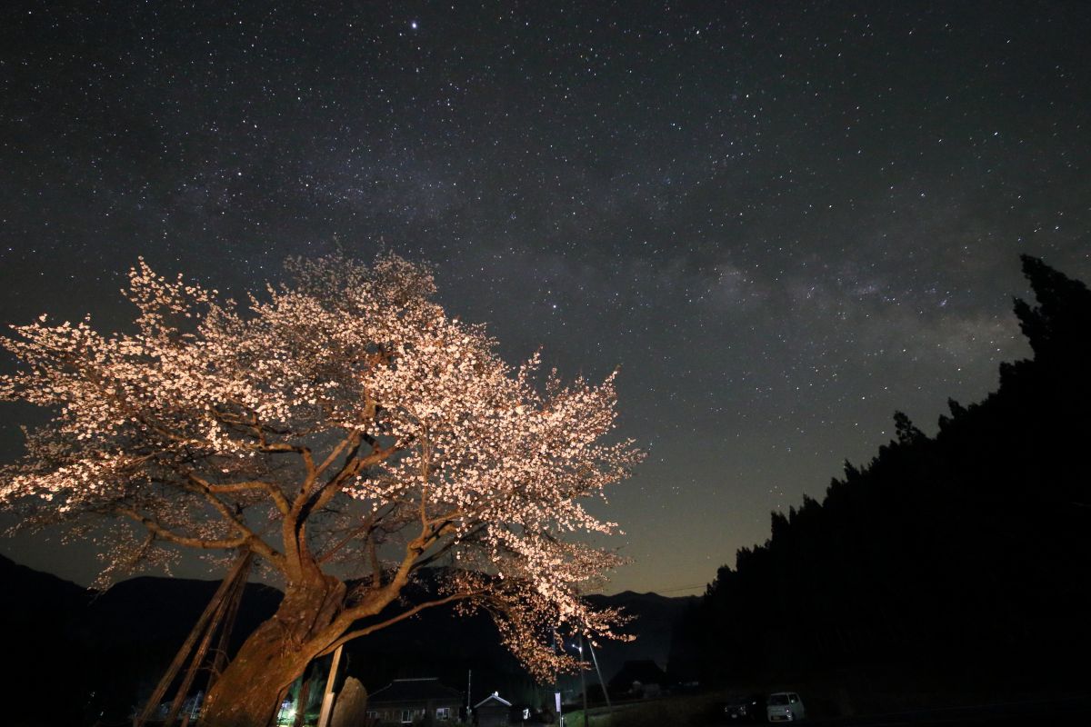 尾所の桜（岡山県）