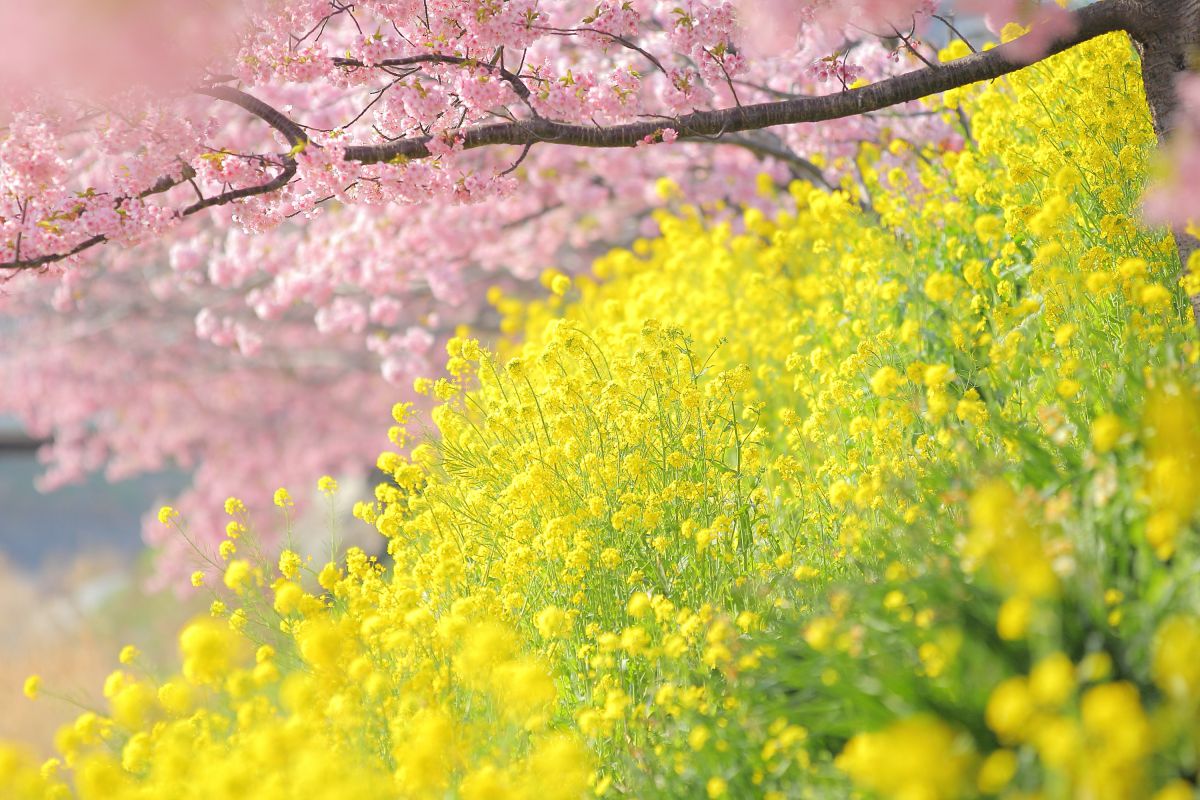 河津桜（静岡県）