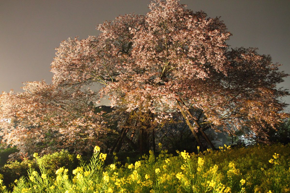 狩宿の下馬桜（静岡県）