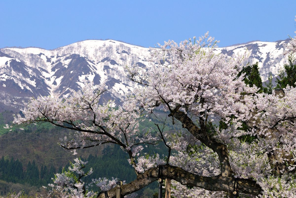釜の越桜（山形県）