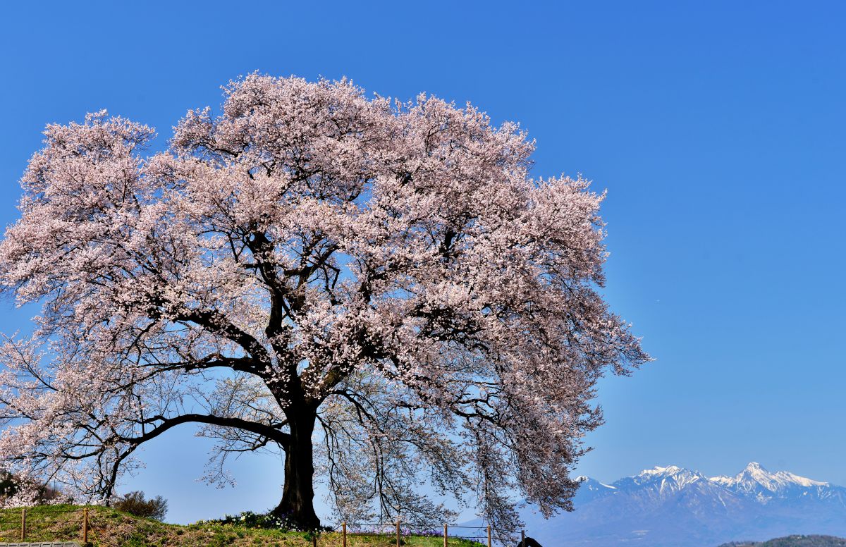 わに塚の桜（山梨県）
