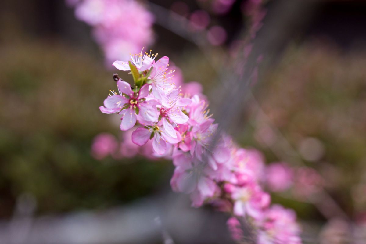 庭桜（ニワザクラ）