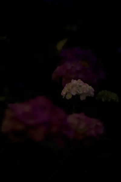作品