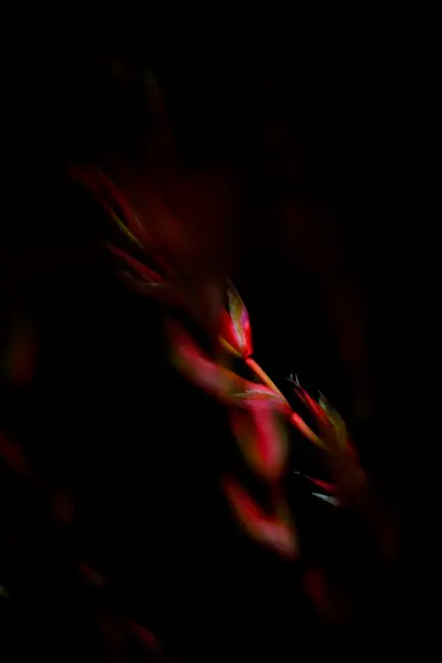 作品