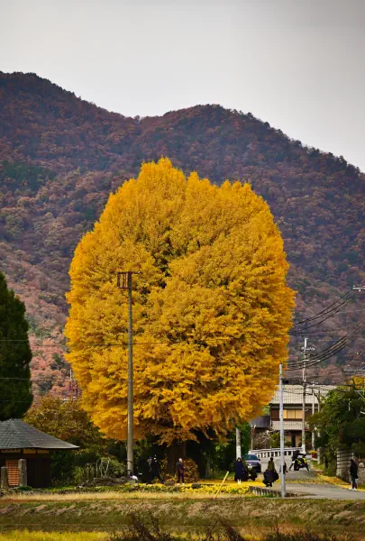 作品