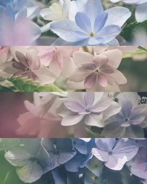 作品