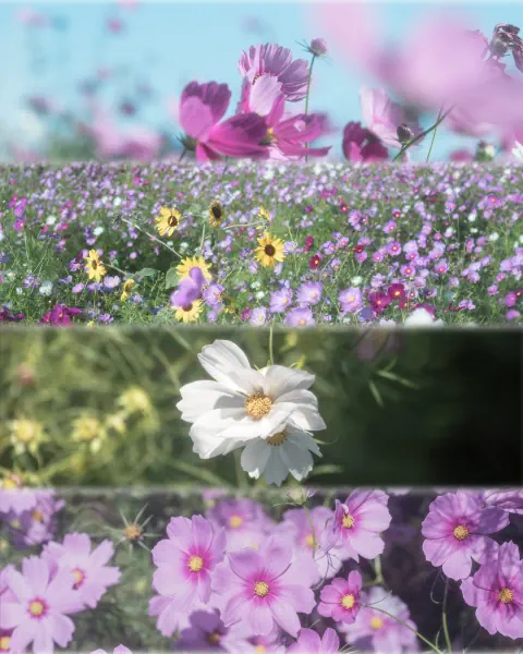 作品