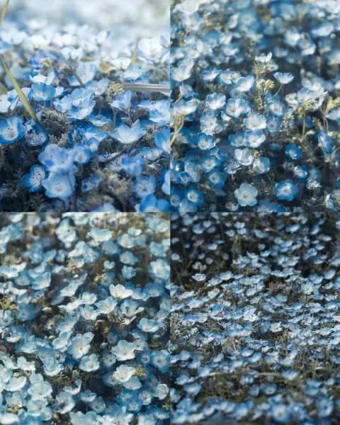 作品