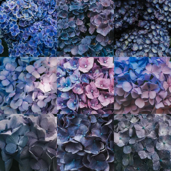 作品