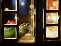 インコ達のクリスマス