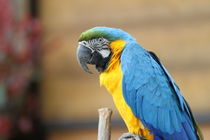 コンゴウインコ