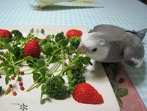 happy Birthday♪