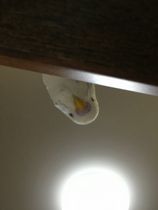 みーつけたっ！