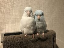 背くらべ