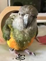 やっほー