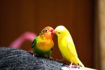 おすそ分け