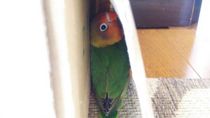 かくれんぼ