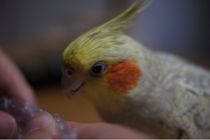 プッチっとやって〜