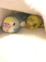 ほかほか