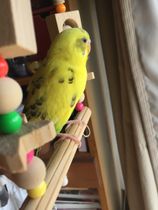 たそがれのぴよこ